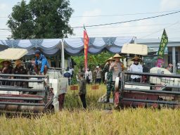 Pemkab Sidoarjo Ikut Panen Raya Padi Serentak Bersama Presiden Prabowo di Lahan 10 Hektar di Kemuning Tarik