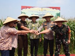 Dukung Swasembada Pangan Nasional 2025, Pemkab Sidoarjo Bantu 300 Ton Benih Jagung Sekaligus Panen Raya
