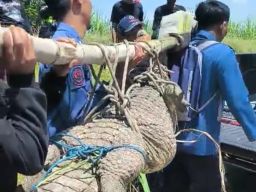 Petugas Damkar Sidoarjo Berhasil Tangkap Buaya Muara Yang Kerap Muncul dan Makan Kambing Warga di Jabon