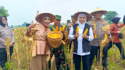 Dukung Ketahanan Pangan, Wabup Sidoarjo Dampingi Kapolda dan Gubernur Jatim Panen Jagung 3 Ton di Tanggulangin