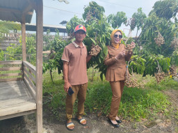 Panen Buah Kelengkeng di Tulangan, Wabup Sidoarjo Dorong Pemanfaatan Lahan Tidur Jadi Agrowisata