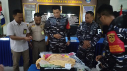 Petugas Bandara Juanda Sidoarjo Gagalkan Penyelundupan 40.000 Benih Lobster Senilai Rp 1 Miliar ke Vietnam