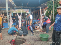 Sinergi Indah Idul Adha di SMAN 4 Sidoarjo, Mulai Alumni hingga Wali Murid Kompak Kurban 3 Sapi dan 6 Kambing