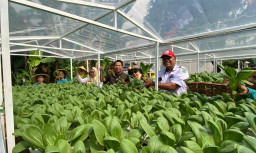 Geliat Ekonomi Hijau di Sidoarjo Menjanjikan, Pokmas Tsadewa Wage Taman Sukses Panen Perdana Sayur Hidroponik