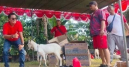 Baca juga : Kemeriahan Agustusan di Cangkring Krembung Sidoarjo, Pulang Jalan Sehat Bisa Warga Bawa Pulang Kambing