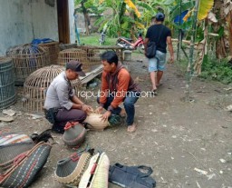 Polisi Gerebek Arena Sabung Ayam di Krian Tanpa Ada Tersangkanya