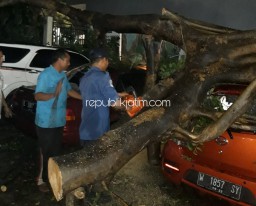 Tiga Mobil Parkir Ringsek Tertimpa Pohon Ambruk di Pusat Kuliner Sidoarjo