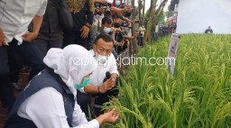 Bisa Panen 16 Ton Per Hektar, Gubernur Jatim Terpikat Padi Hasil Uji Coba Bupati Ponorogo