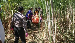 Pria Bertato Ditemukan Tewas Membusuk di Kebun Tebu Kepatihan
