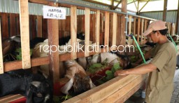 Pandemi Covid-19, Peternak Sidoarjo Sukses Kelola Minimarket Kambing Qurban Beromzet Ratusan Juta Rupiah