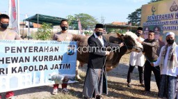 Kapolresta Sidoarjo Salurkan Puluhan Hewan Kurban