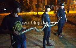 Warga Balongbendo Digegerkan Penemuan Ular Sanca 3 Meter di Selokan Perum TAS 6
