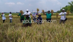 Targetkan 3 Kali Panen, BHS - Taufiq Siap Jadikan Sidoarjo Lumbung Padi