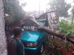 Diterjang Angin, Pohon Ambruk Timpa Mobil Warga Ponorogo