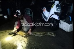 Warga Tambak Kalisogo Jabon Digegerkan Penemuan Ular Piton 4 Meter di Malam Hari