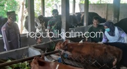 Puluhan Sapi Milik Peternak di Prambon Sidoarjo Divaksin Booster PMK