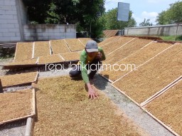 Harga Naik Drastis Sekitar Rp 12.000, Petani Tembakau di Ponorogo Bernafas Lega Dibanding Tahun Sebelumnya