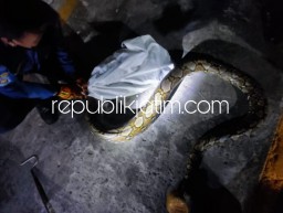 Kaget Lihat Ular Python Sepanjang 3 Meter, Solikhan Warga Jati Sidoarjo Langsung Lapor Call Center 112