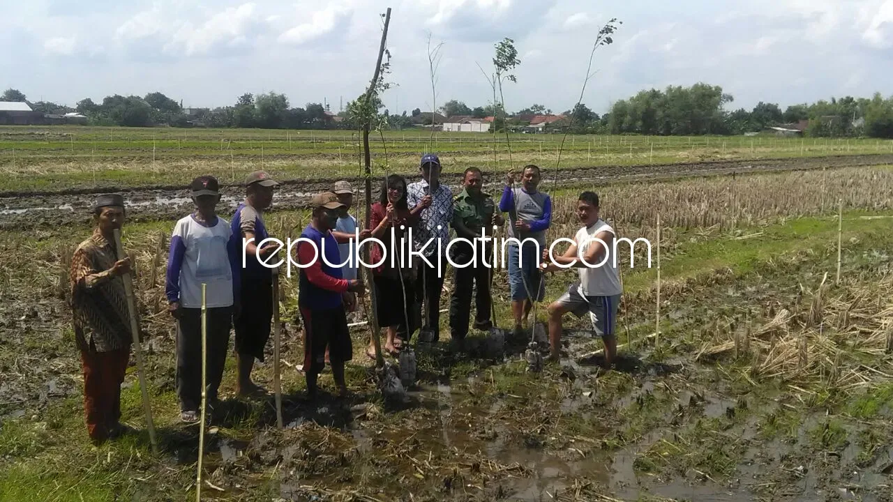 Petani Porong Tolak Sawah Produktif Ditanami Ribuan Pohon Trembesi