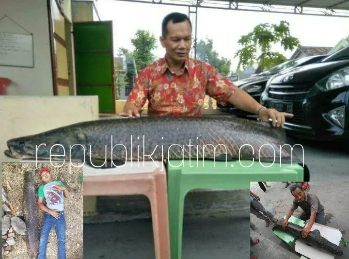 Warga Tarik Sidoarjo Dihebohkan Penemuan Ikan Raksasa
