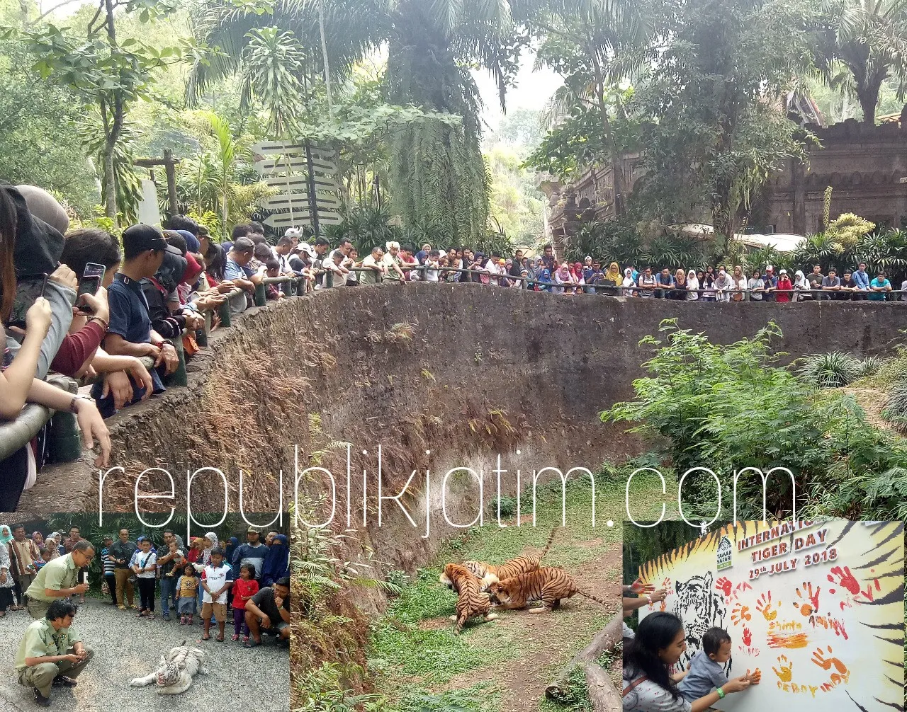 Peringatan Hari Harimau, Ini Yang Dikampanyekan Taman Safari Prigen