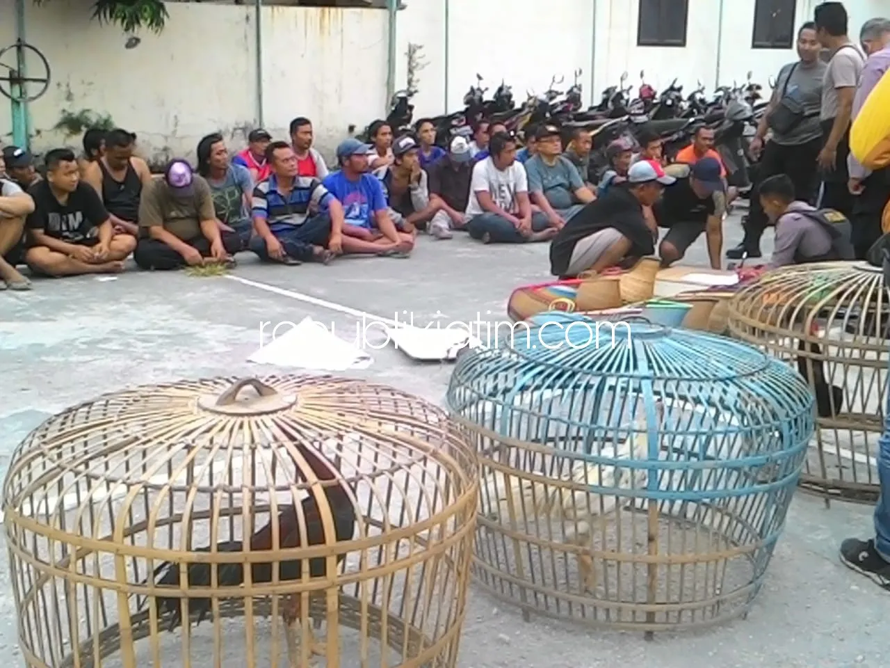 Arena Judi Sabung Ayam Beromzet Ratusan Juta di Sidoarjo Digrebeg Polisi