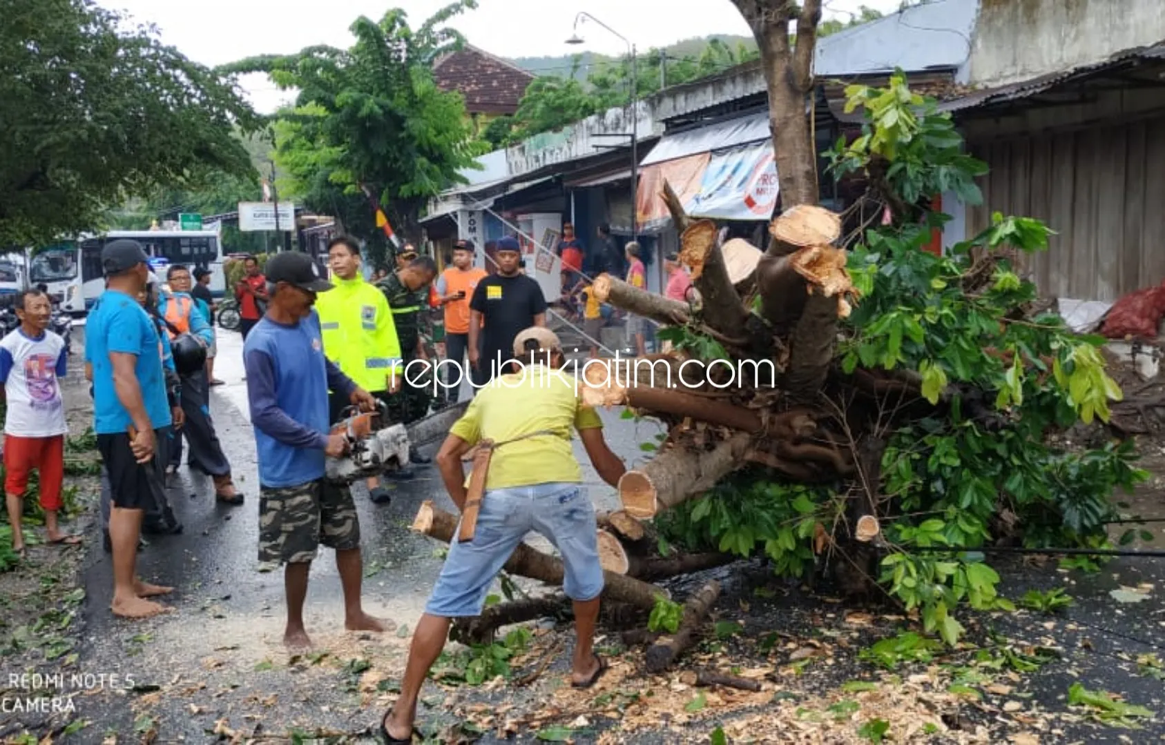 Pohon Besar di Depan Pasar Sampung Tumbang, Ganggu Arus Lalu Lintas