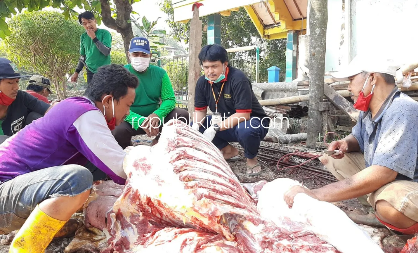 Tiga Organ Hati Sapi Terkena Parasit Dibuang, Takmir Masjid Penambangan Ikuti Anjuran Petugas