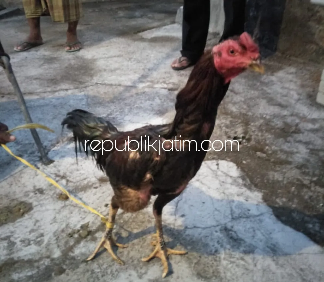Tepergok, Pencuri Ayam Bangkok di Ponorogo Diringkus Pemiliknya Sendiri