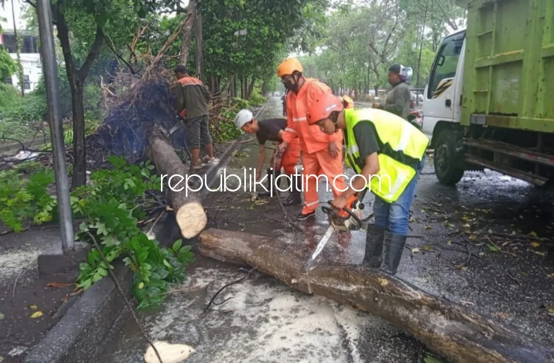 Antisipasi Pohon Tumbang, Bupati Sidoarjo Instruksikan DLHK Rajin Kepras Pohon