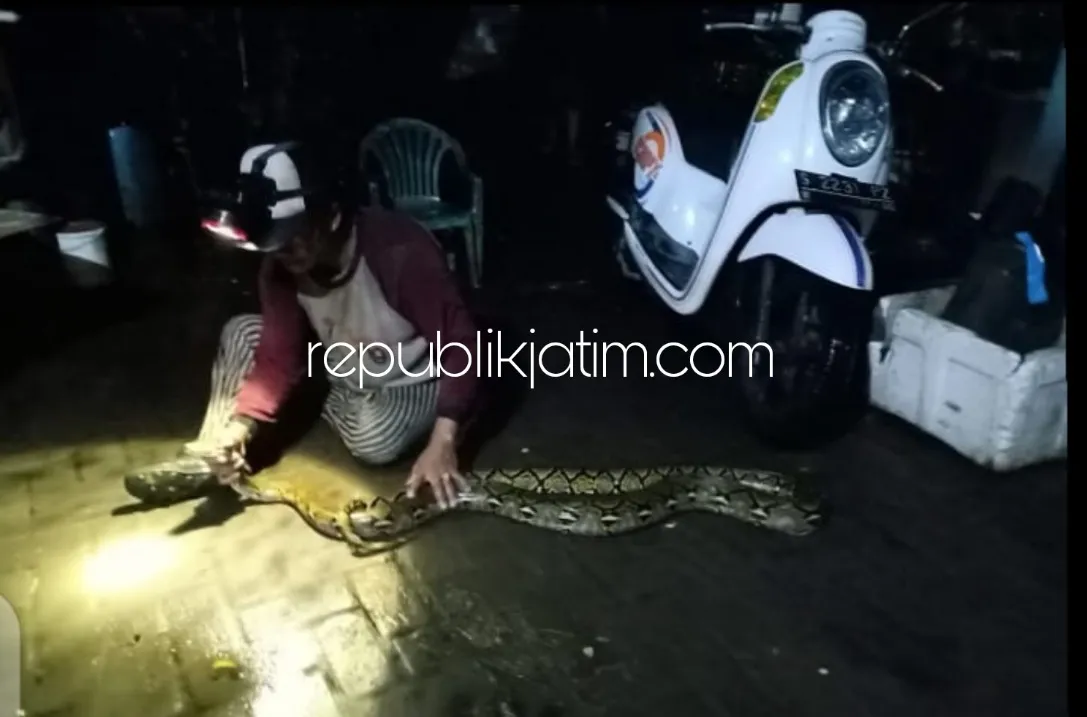 Warga Tambak Kalisogo Jabon Digegerkan Penemuan Ular Piton 4 Meter di Malam Hari
