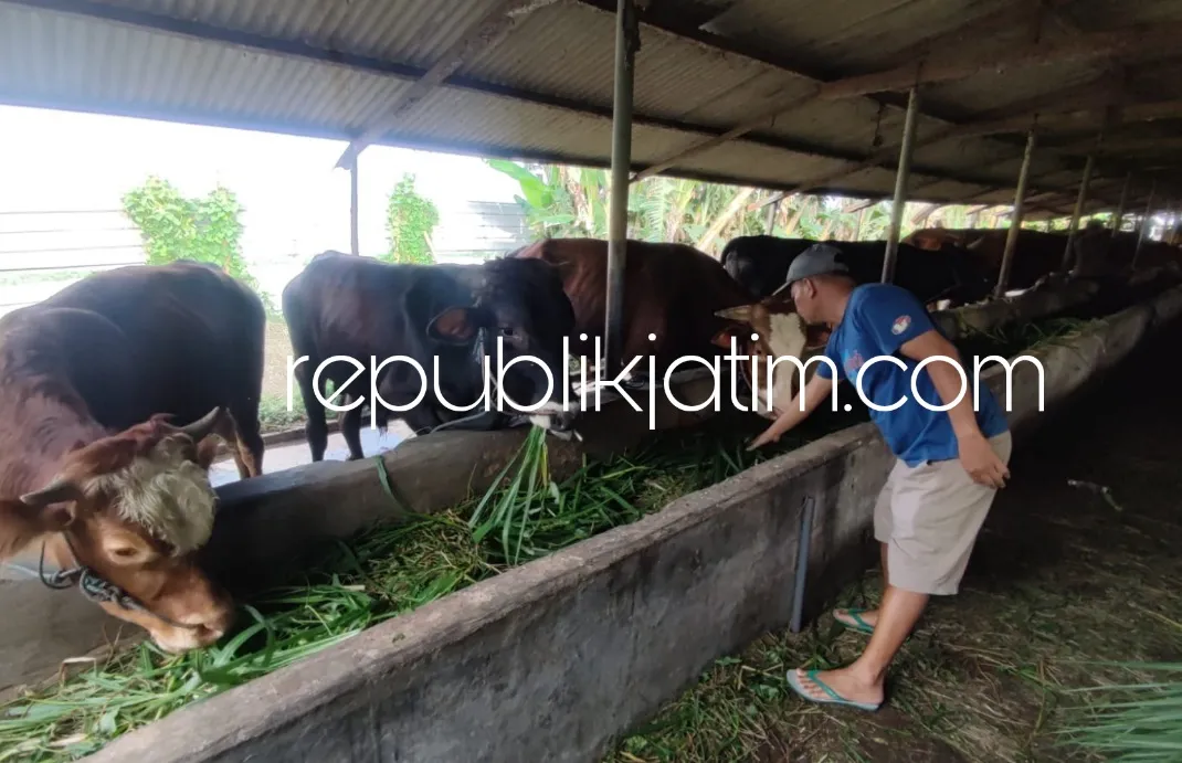 744 Sapi di Sidoarjo Terjangkit Wabah PMK, 14 Dilaporkan Mati 18 Disembelih Paksa