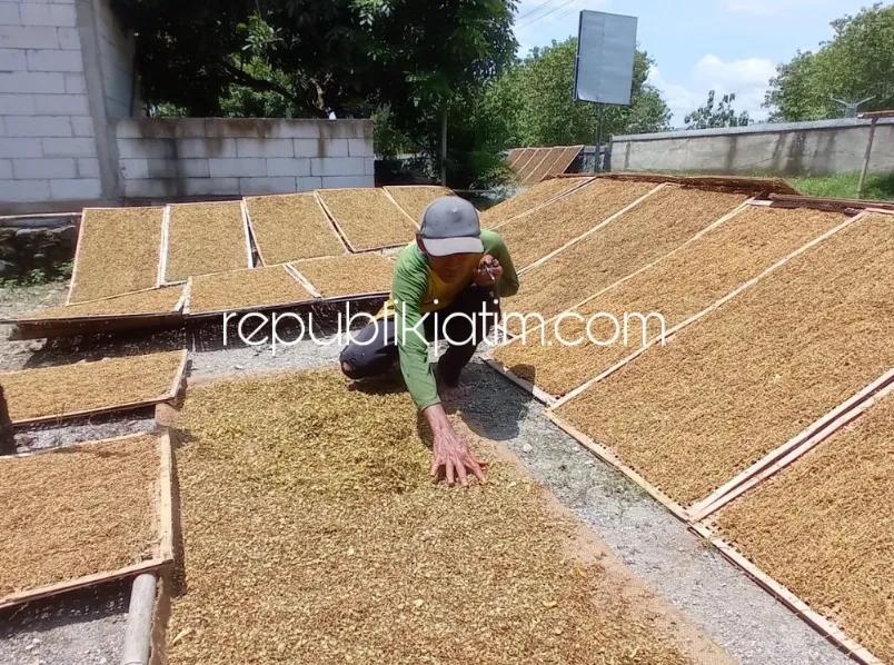 Harga Naik Drastis Sekitar Rp 12.000, Petani Tembakau di Ponorogo Bernafas Lega Dibanding Tahun Sebelumnya
