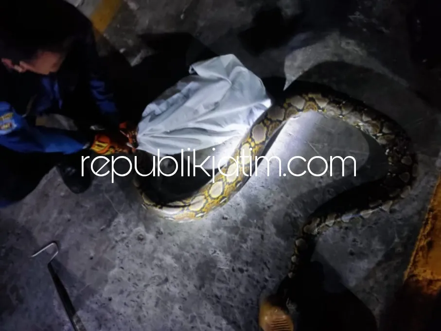 Kaget Lihat Ular Python Sepanjang 3 Meter, Solikhan Warga Jati Sidoarjo Langsung Lapor Call Center 112