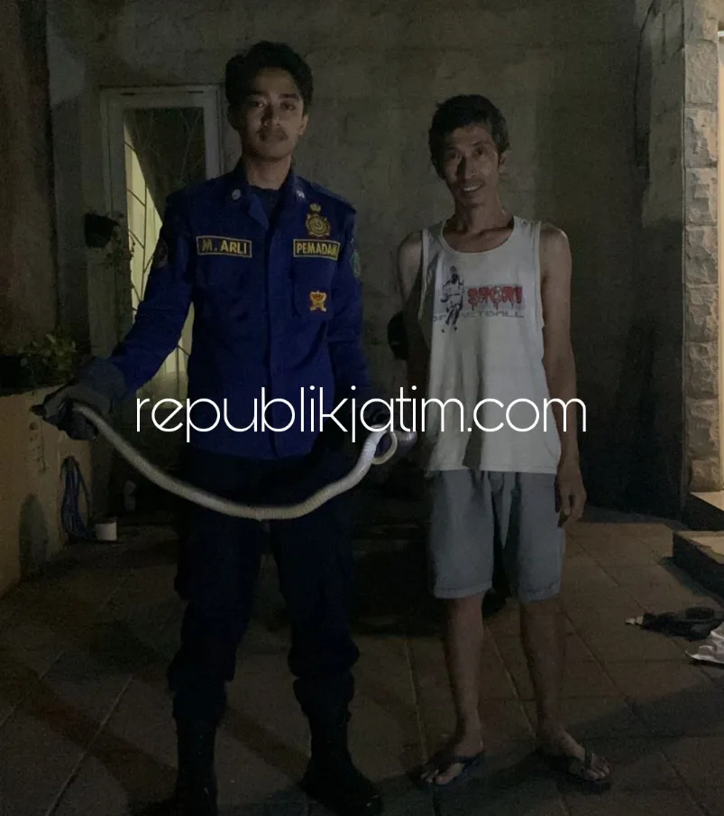 Terima Laporan Ular Cobra Masuk Rumah, Call Center 112 dan Tim Damkar Sidoarjo Bergerak Cepat