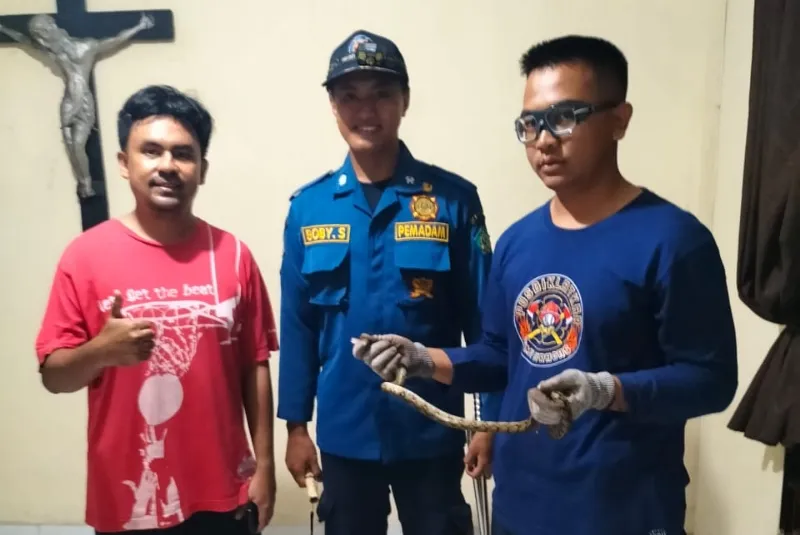 Selain Padamkan Api, Petugas Damkar BPBD Sidoarjo Juga Evakuasi Hewan Liar Berbahaya
