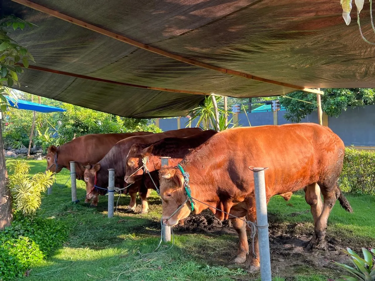 Berbagi Saat Idul Adha 1446 Hijriyah, Pengusaha Sukses Abah Gik Sumbang 11 Ekor Sapi dan 42 Ekor Kambing Kurban