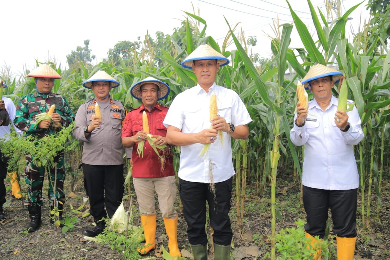 PANEN - Kakanwil Ditjenpas Jatim, Kadiyono didampingi Kalapas Kelas I Surabaya, Jayanta, Kalapas Kelas IIA Sidoarjo, Plt Karutan Perempuan Kelas IIA Surabaya dan beberapa petugas lainnya panen jagung 2 ton, Kamis (20/02/2025).