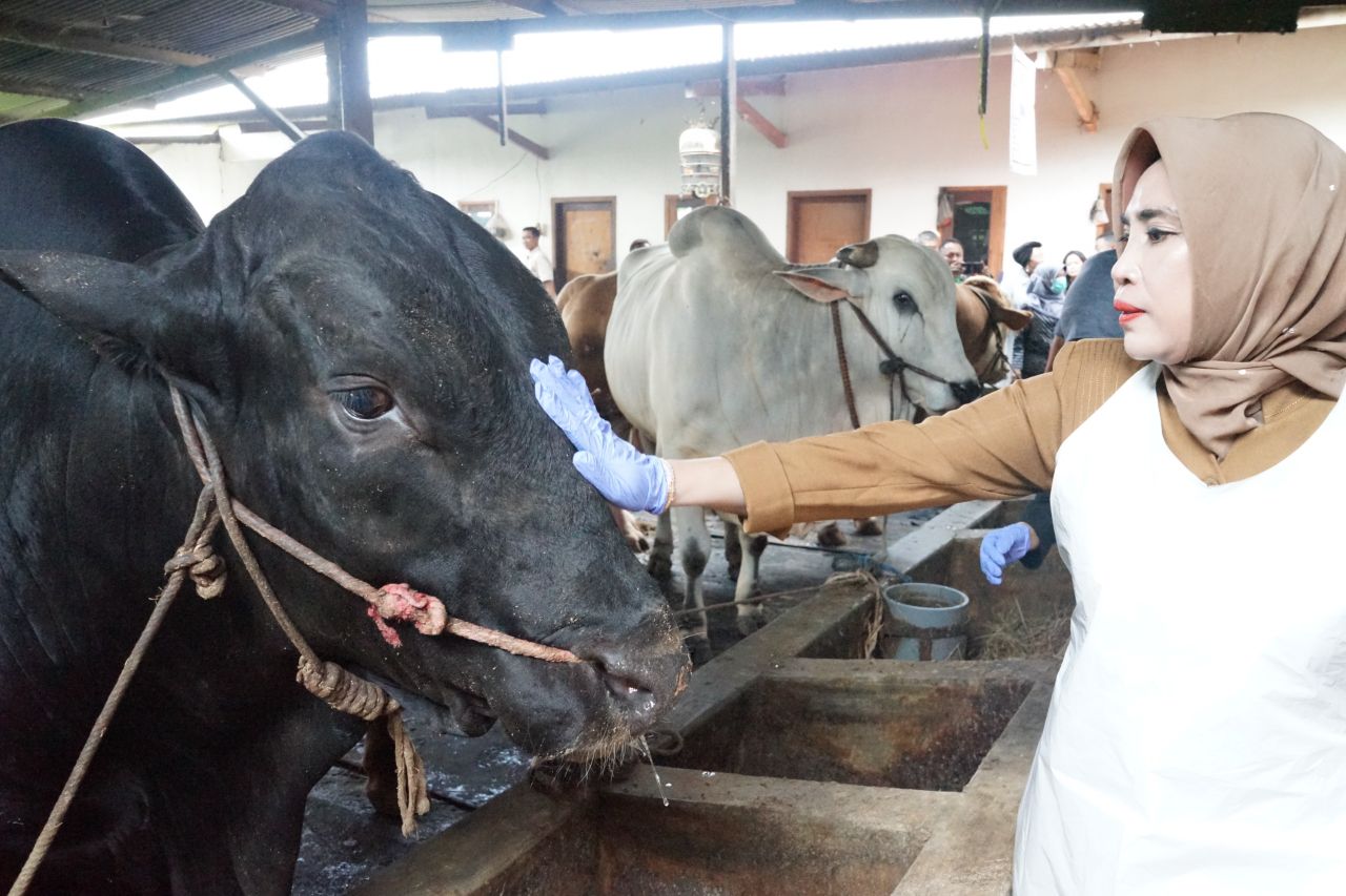 BANTUAN - Sapi kurban bantuan Presiden dalam Bantuan Kemasyarakatan (Banmas) diterima Wabup Sidoarjo Mimik Idayana dan Dinas Pangan dan Pertanian di Desa Mulyodadi, Kecamatan Wonoayu, Senin (02/06/2025).