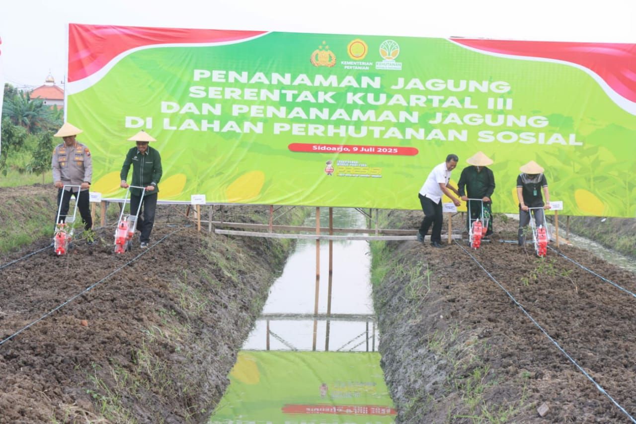 TANAM JAGUNG - Bupati Sidoarjo Subandi bersama Forkopimda menanam jagung serentak di lingkungan Pondok Pesantren Modern Al Amanah, Desa Junwangi, Kecamatan Krian, Sidoarjo, Rabu (09/07/2025) sore.
