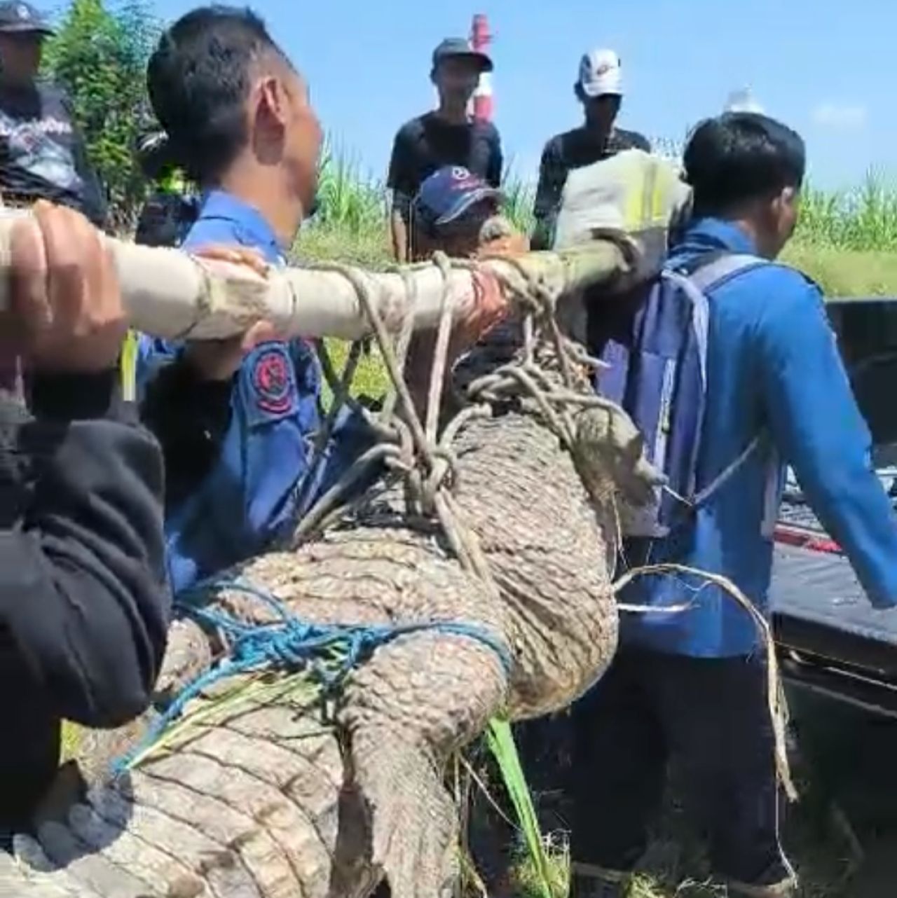 BUAYA - Petugas Rescue Pemadam Kebakaran Badan Penanggulangan Bencana Daerah (BPBD) Pemkab Sidoarjo bersama warga berhasil menangkap seekor buaya muara di Desa Tambak Kalisogo, Kecamatan Jabon, Sidoarjo, Rabu (06/08/2025).