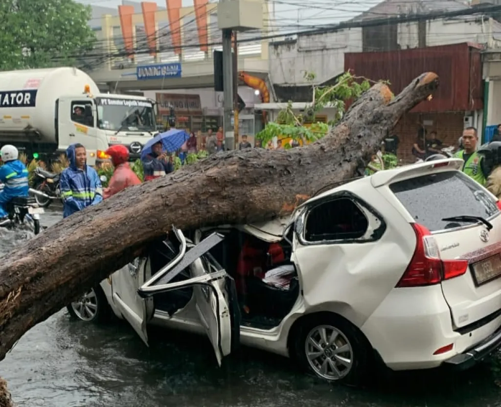 Petugas Pastikan Tak Ada Korban Jiwa, Pohon Peneduh di Sidoarjo Ambruk Timpa Mobil Toyota Avanza dan Honda Accord