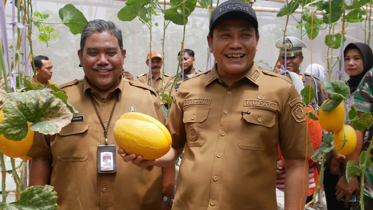 Sulap Lahan Tidak Produktif Jadi Cuan, Desa Sidorejo Krian Launching Wisata Petik Melon Premium