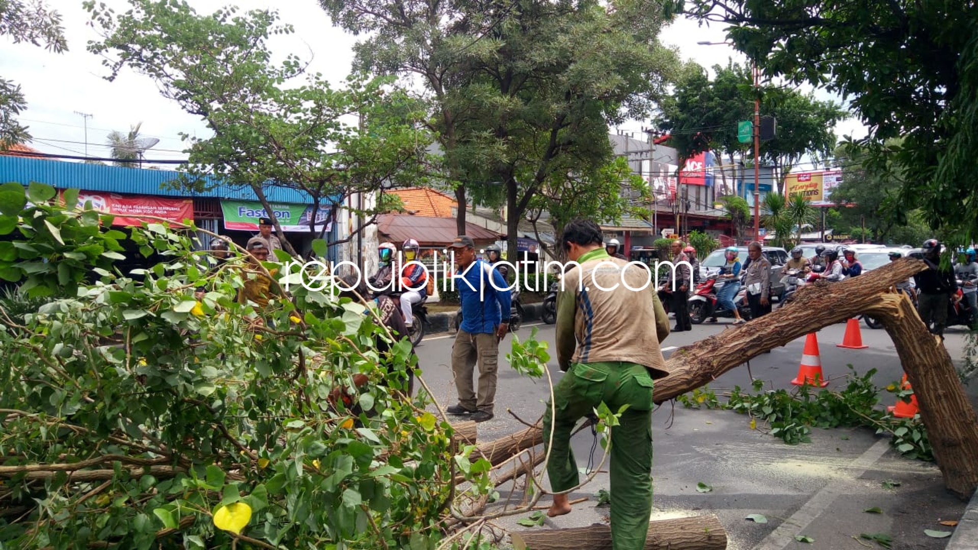 TUMBANG - Petugas DLHK Pemkab Sidoarjo sibuk memotong pohon di pinggir JL Raya Jenggolo, Pucang, Sidoarjo yang menimpa pengendara motor dan mobil, Selasa (22/01/2019).