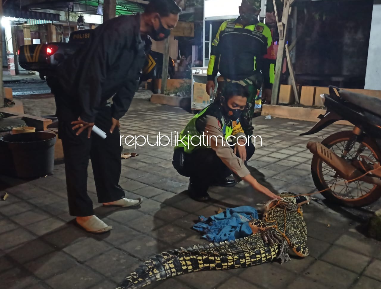 BUAYA - Warga Desa Gisik Cemandi, Kecamatan Sedati, Sidoarjo dihebohkan dengan munculnya seekor buaya air tawar di Sungai Gisik Kidul desa setempat, Jumat (22/01/2021) dini hari.