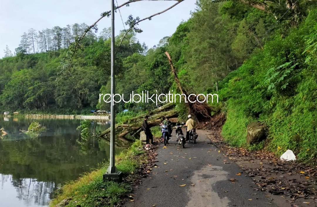 TUMBANG - Dinas terkait mulai mengevakuasi pohon tumbang yang menutup jalan Lingkar Ngebel Lingkungan Bopongan, Desa/Kecamatan Ngebel, Ponorogo, Jumat (19/02/2021).