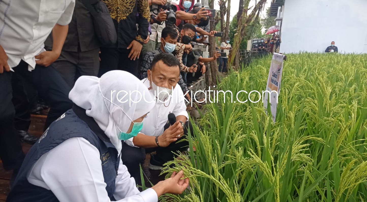 BIBIT PADI - Gubernur Jawa Timur, Khofifah Indar Parawansa bersama Bupati dan Wabup Ponorogo, Sugiri Sancoko dan Lisdyarita saat melihat langsung padi jenis unggul yang sudah ditanam petani Ponorogo, Kamis (04/03/2021).