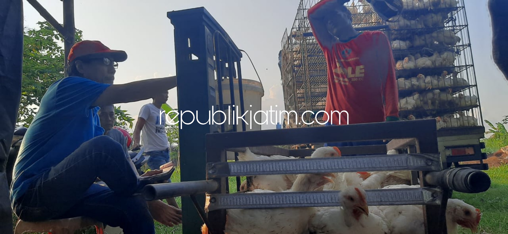 ANJLOK - Peternak ayam potong Muhaimin warga Jabaran, Kecamatan Balongbendo, Sidoarjo menimbang hasil ternaknya bersama tengkulak saat harga ayam potong anjlok 25 persen karena dampak Covid-19, Selasa (21/04/2020).