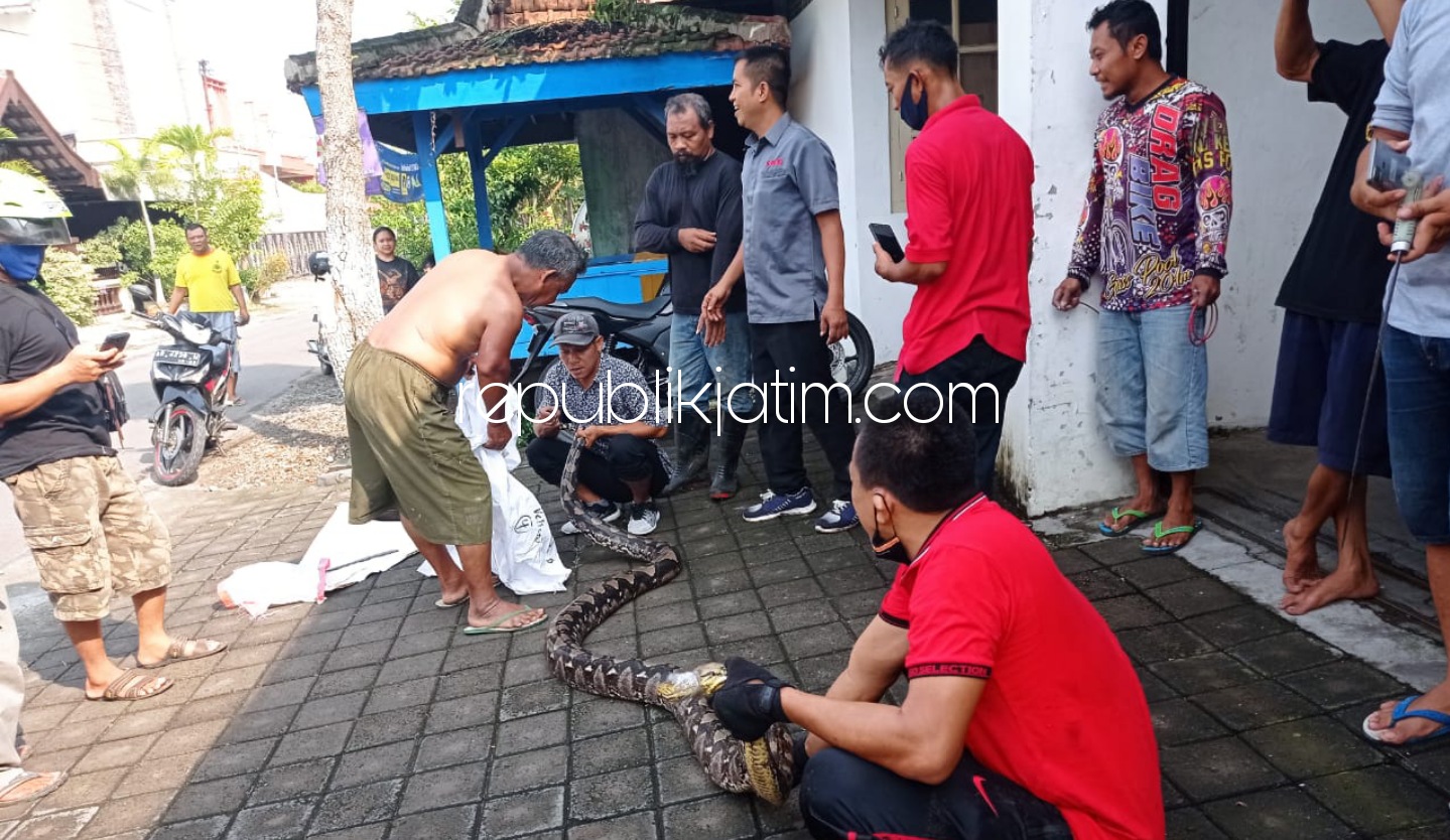ULAR PITON - Warga JL Janoko Lingkungan Krajan, Kelurahan Pakunden Kecamatan/Kabupaten Ponorogo menemukan ular Piton saat bersih-bersih bantaran sungai, Rabu (05/05/2021).