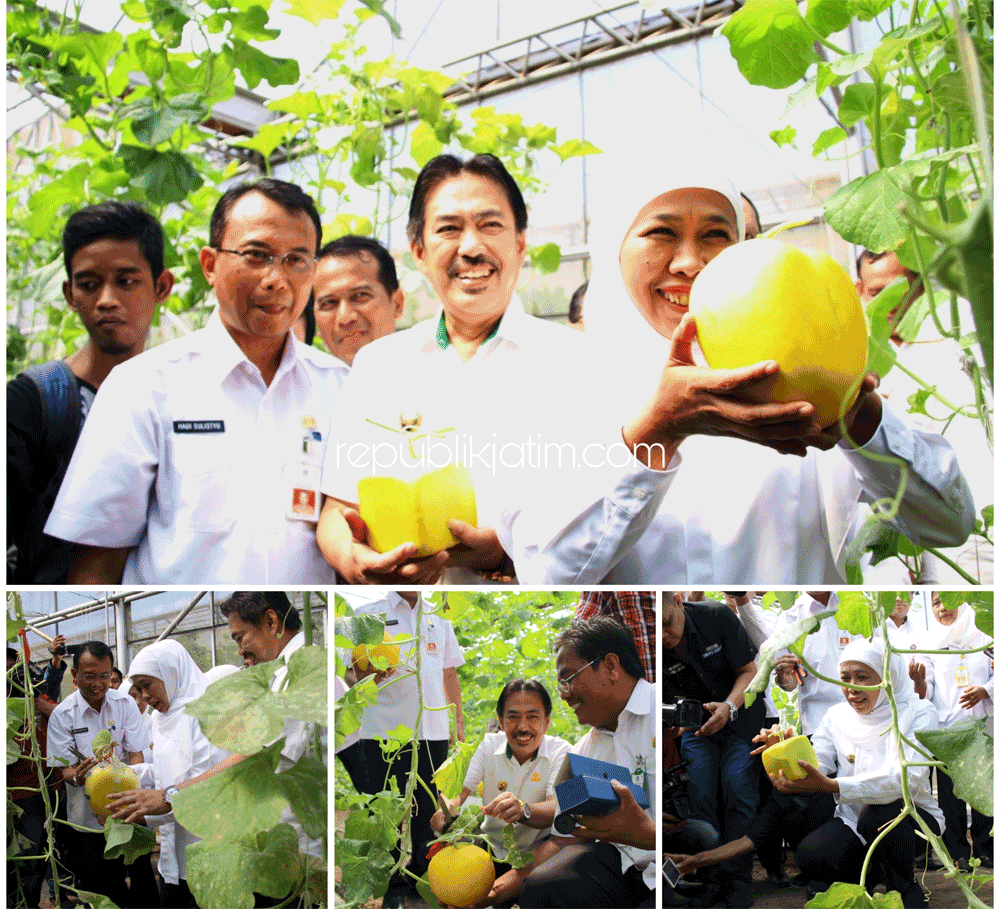 PANEN - Gubenur Jatim, Khofifah Indar Parawansa dan Wabup Sidoarjo, Nur Ahmad Syaifuddin memetik melon Golden yang dikembangkan UPT Pengembangan Agribisnis Tanaman Pangan dan Holtikultura (UPT PATPH) Lebo, Kecamatan/Kabupaten Sidoarjo, Rabu (15/05/2019).